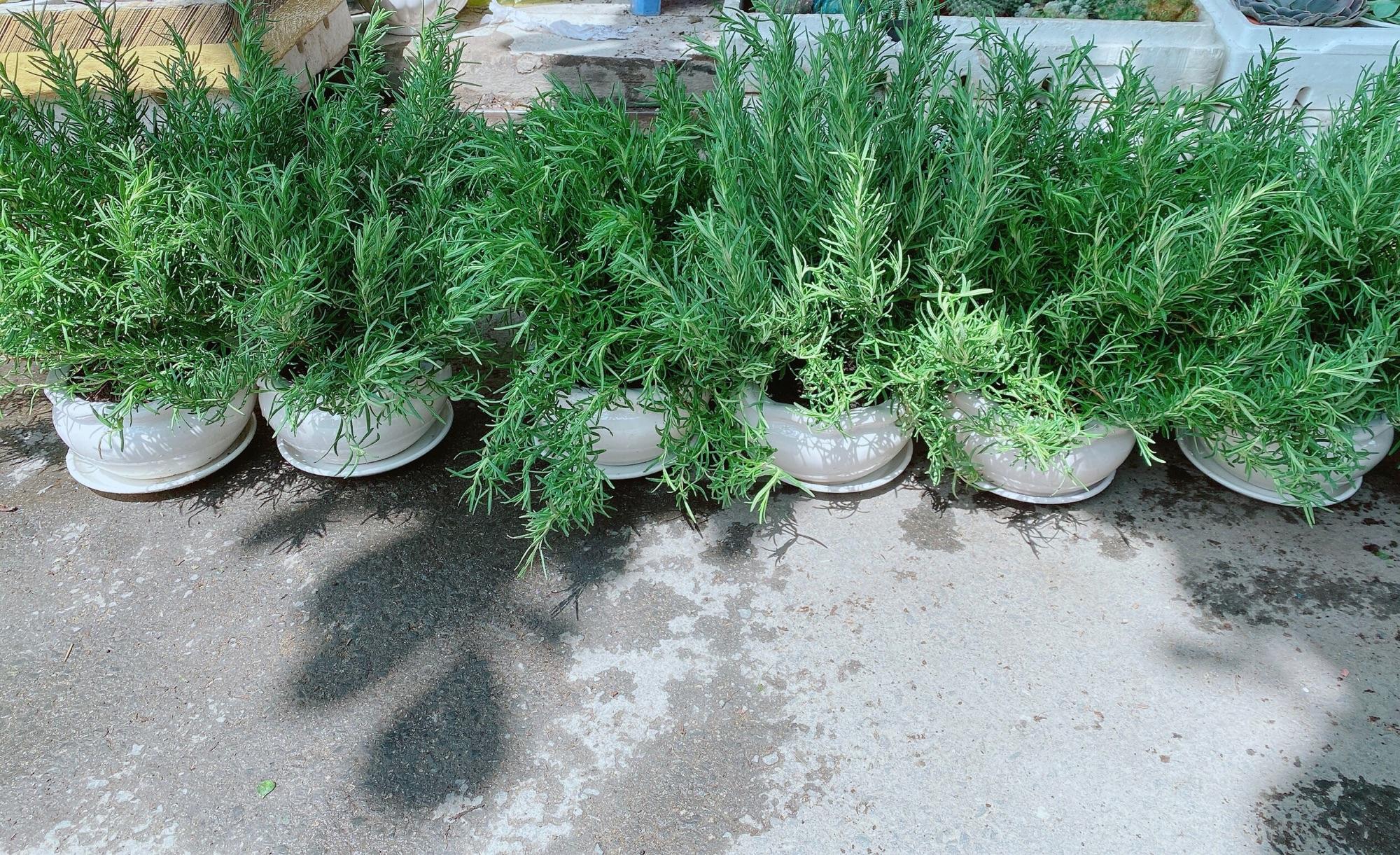 Chậu Hương Thảo, hương thơm ngát