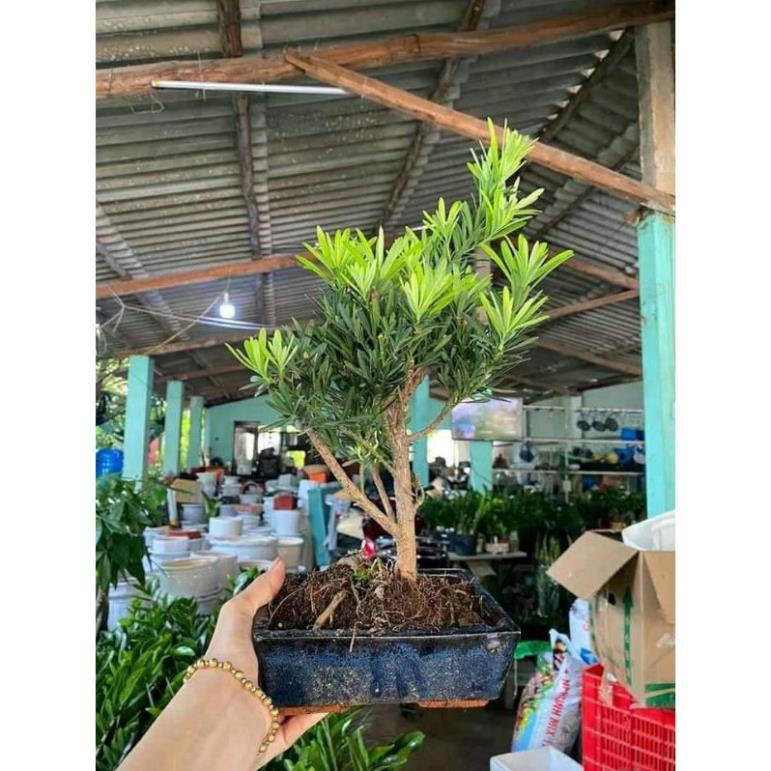 Sản phẩm CÂY TÙNG LA HÁN