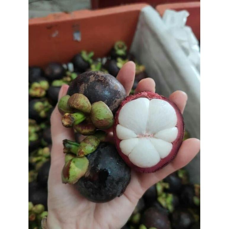 Giống măng cụt