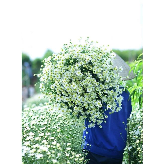 Hạt giống hoa cúc hoa mi trắng - 1 gói 50 hat