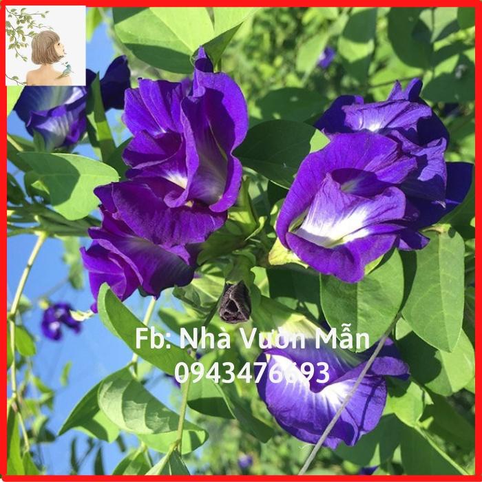 20 Hạt Giống Hoa Đậu Biếc Kép