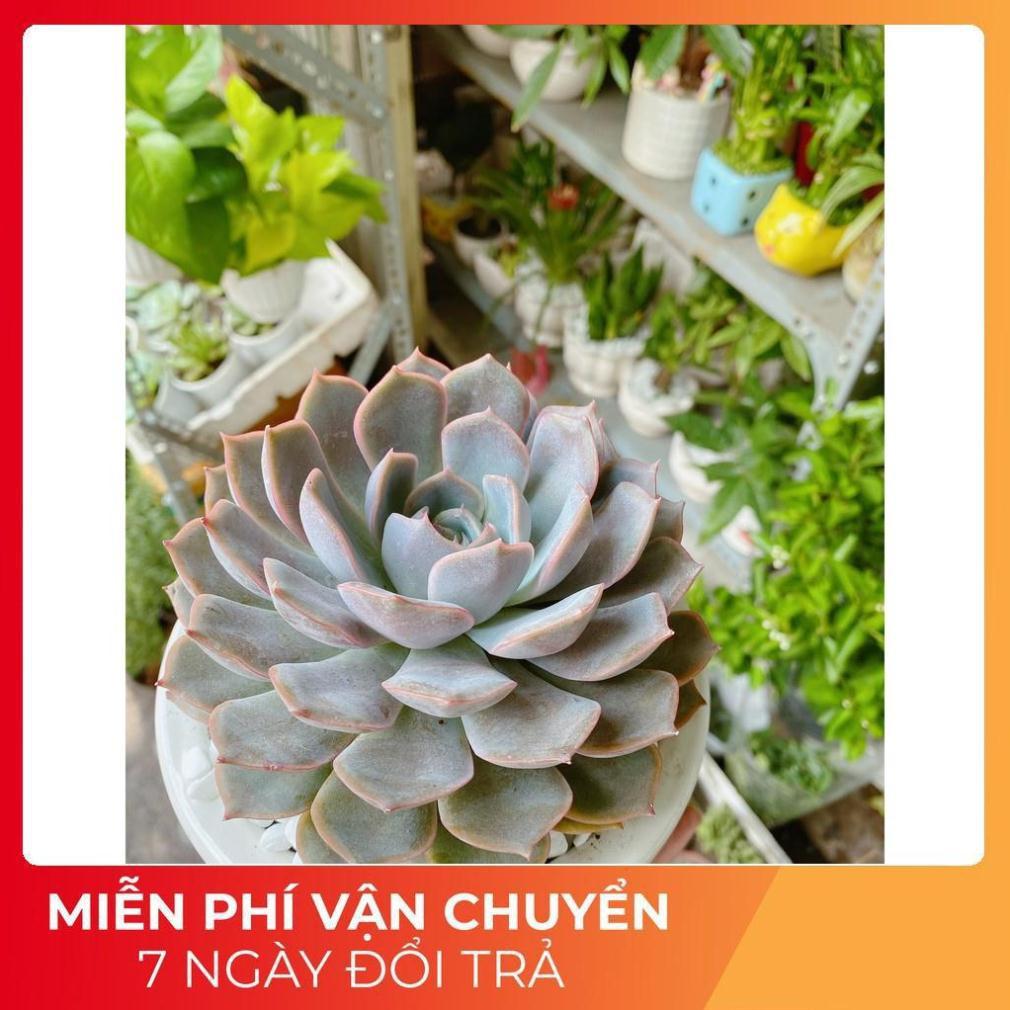 Chậu Sen Đá Tím Cánh Cứng Size Đại
