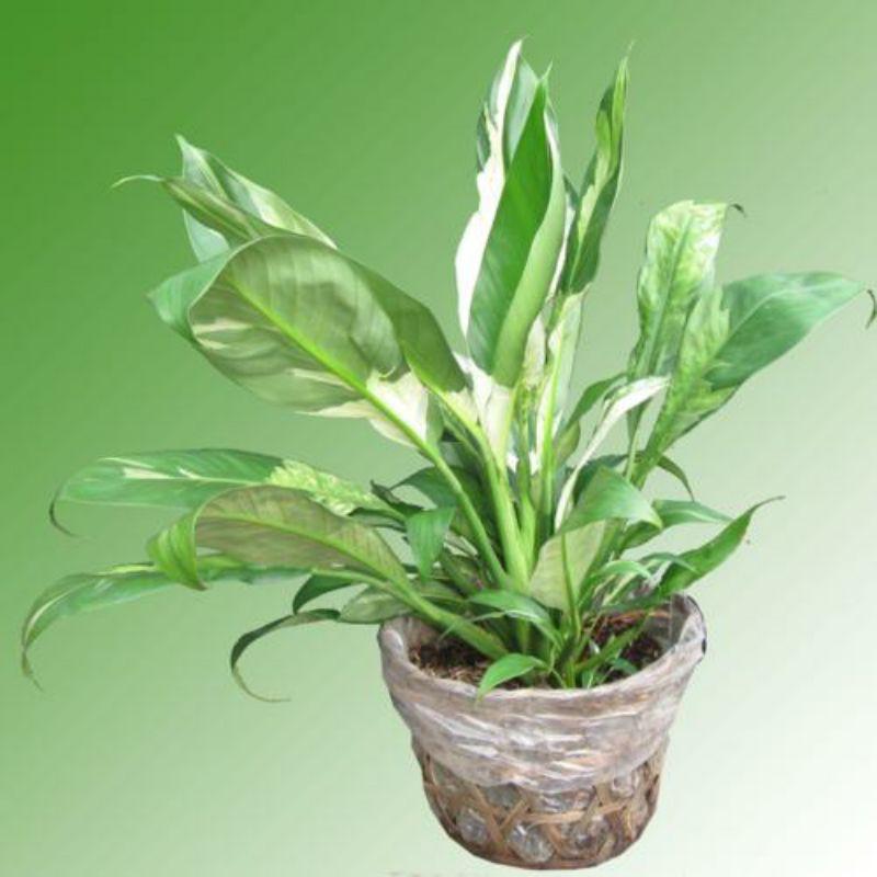 CÂY LAN Ý CẨM THẠCH