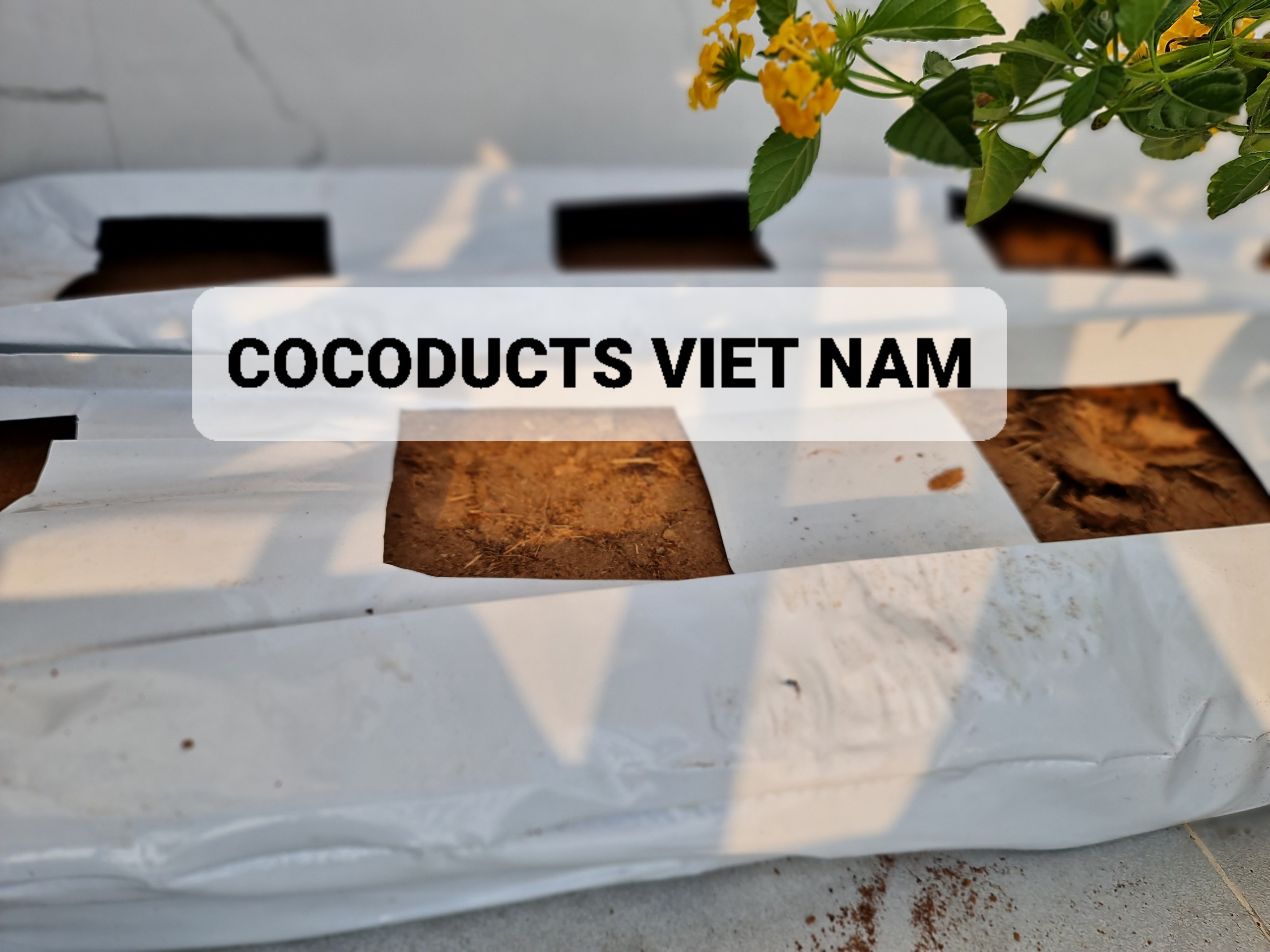 Mụn dừa ép thẻ