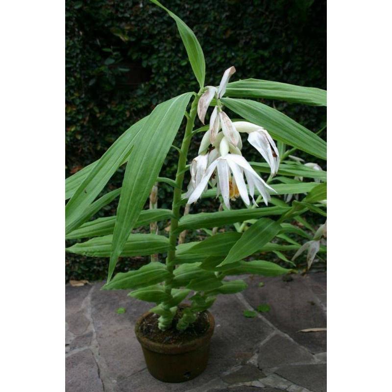 Địa lan bạch hạc thunia rừng tây bắc