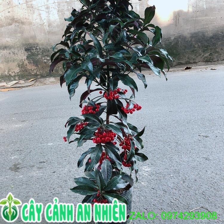 Cây Kim Ngân Lượng Size Lớn