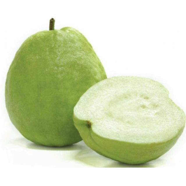 Cây giống ổi lê