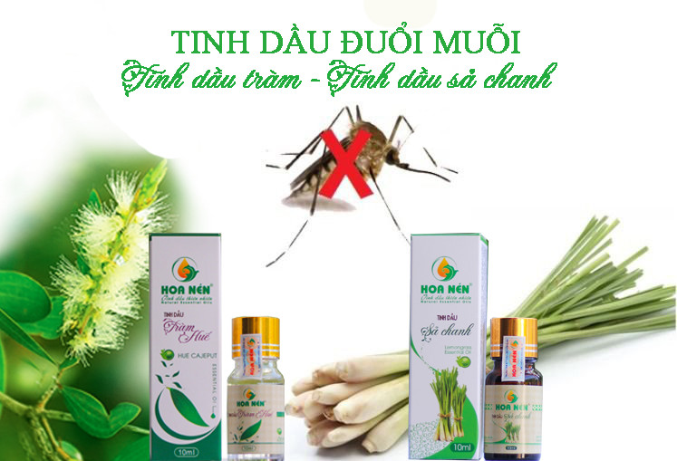 Tinh dầu tràm Huế nguyên chất Hoa Nén 100ml