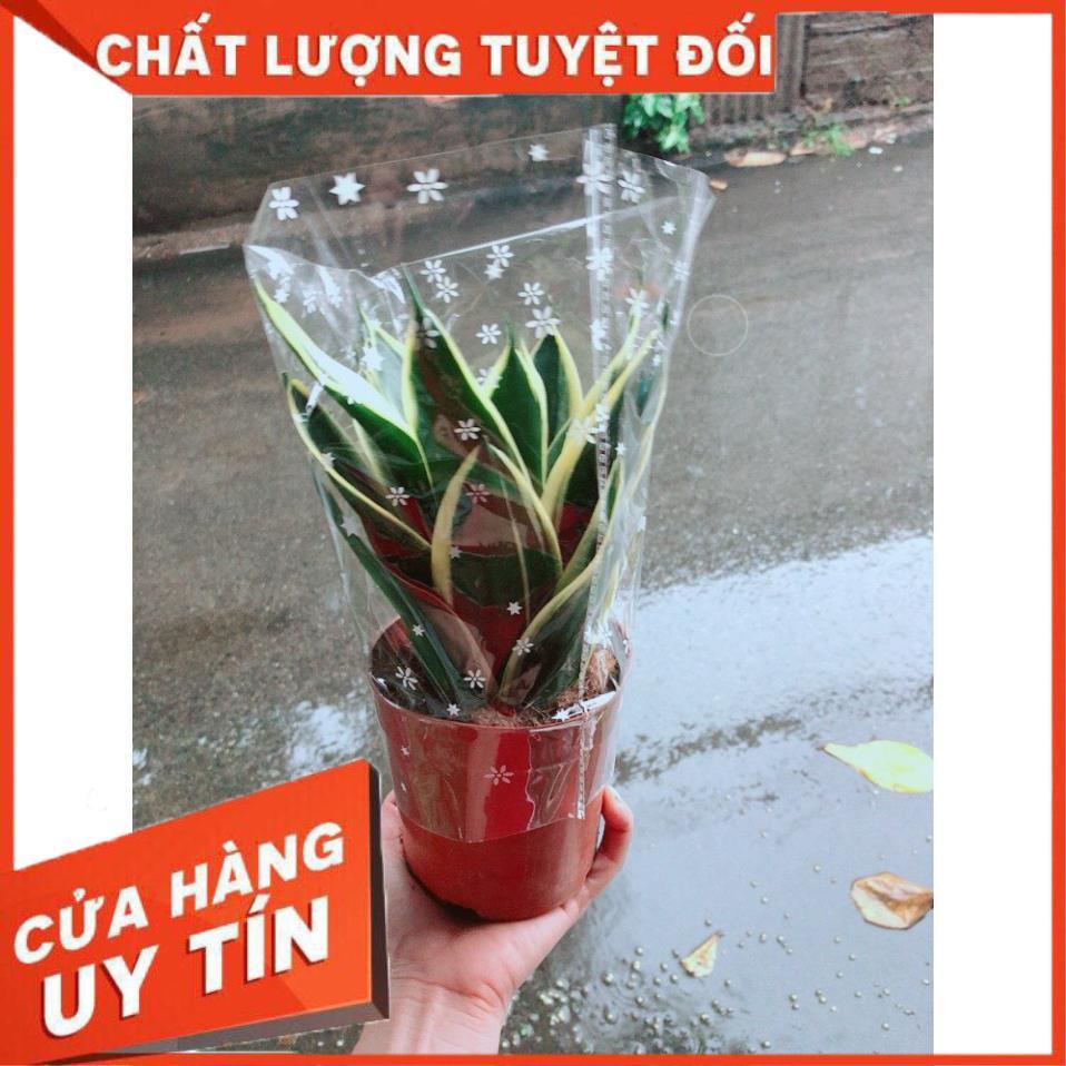 Chậu Lưỡi Hổ Thái Xanh Loại Lớn