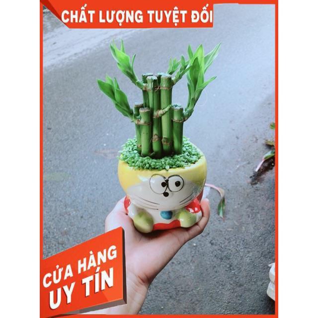 Chậu Trúc Phát Tài