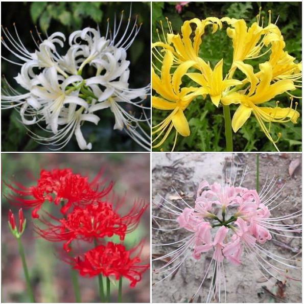 Combo 4 củ giống hoa bỉ ngạn nhiều màu