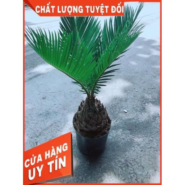 Cây Vạn Tuế