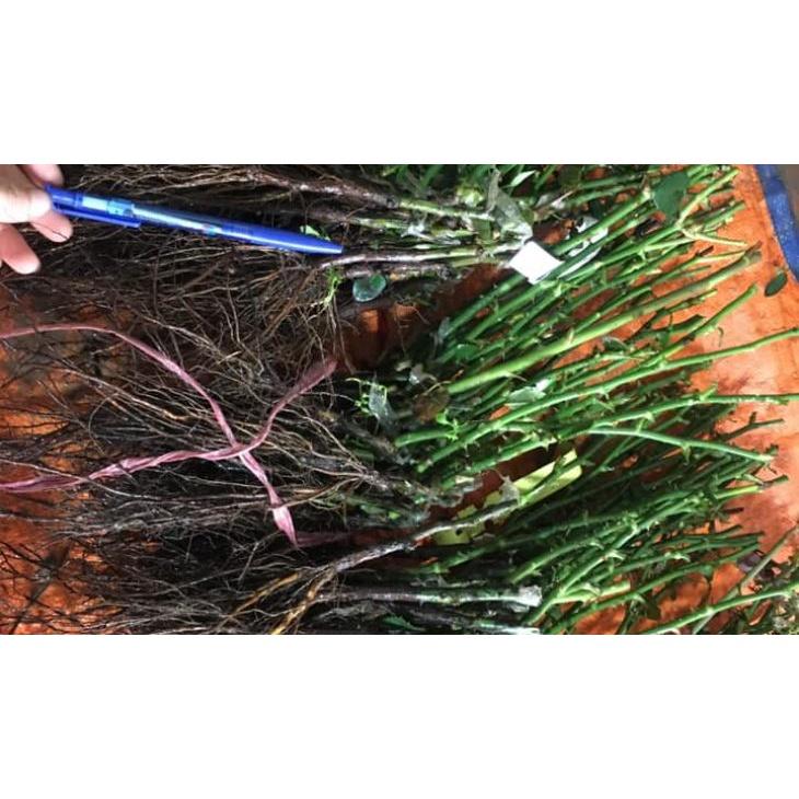 Hoa hồng leo ngoại cánh đơn Purple Splash - bầu cây giống phát triển ổn định