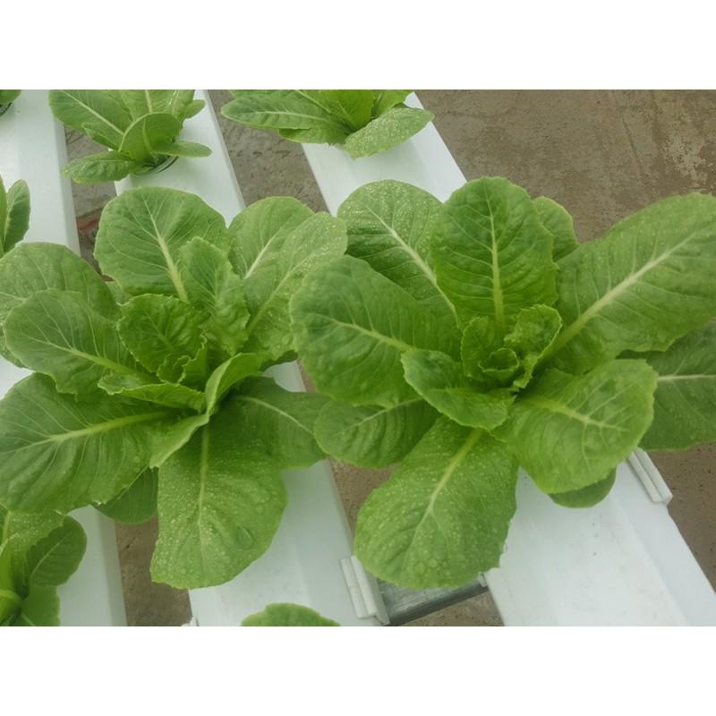 Hạt Giống Xà Lách Romaine Chịu Nhiệt 2 Gram Rạng Đông
