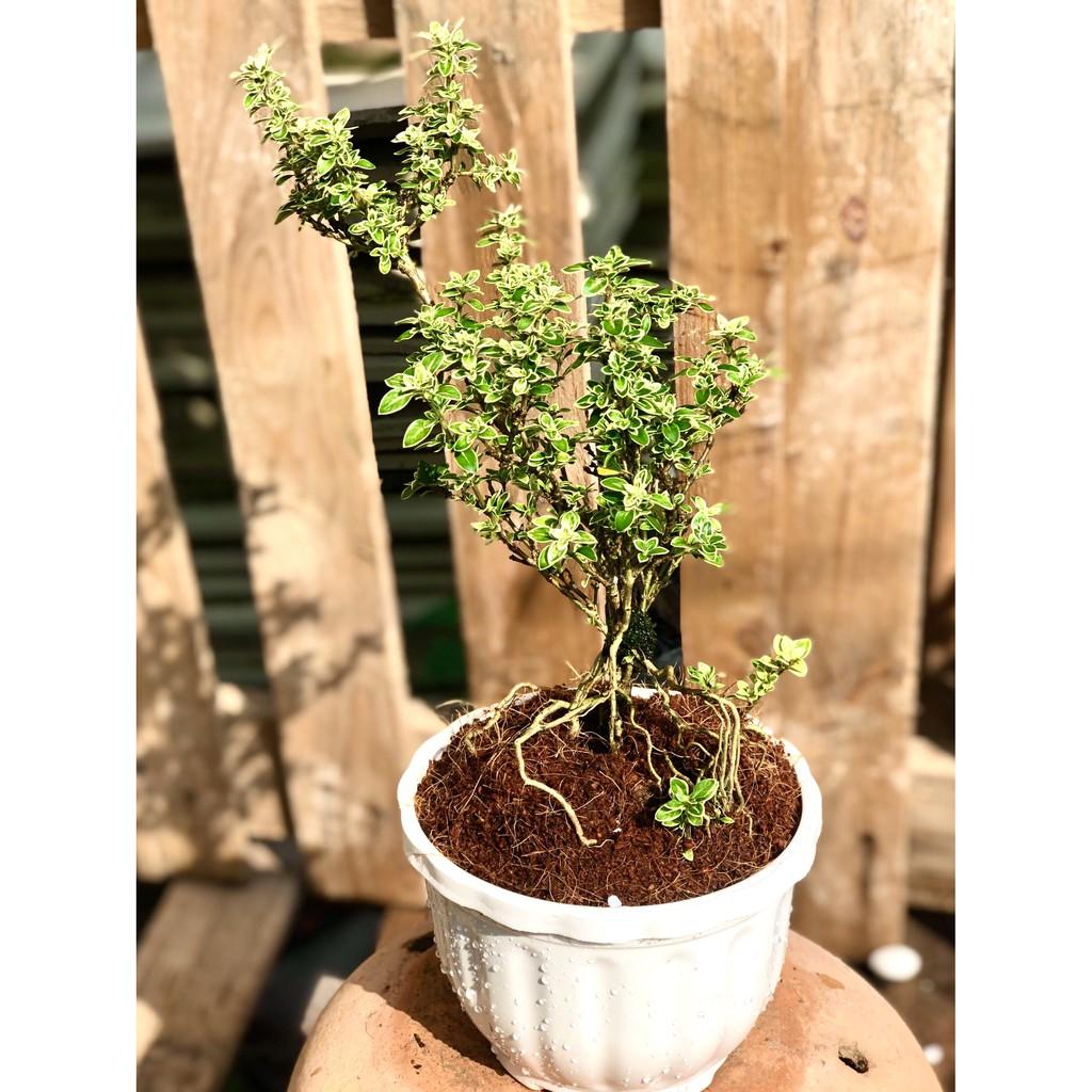 Cây Bạch Tuyết Mai cao 25 - 30 cm