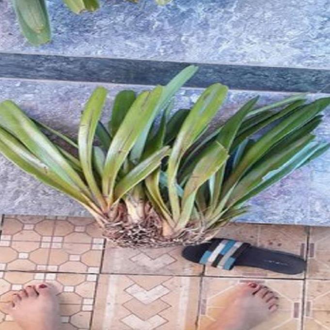 Hoa phong lan kiếm treo