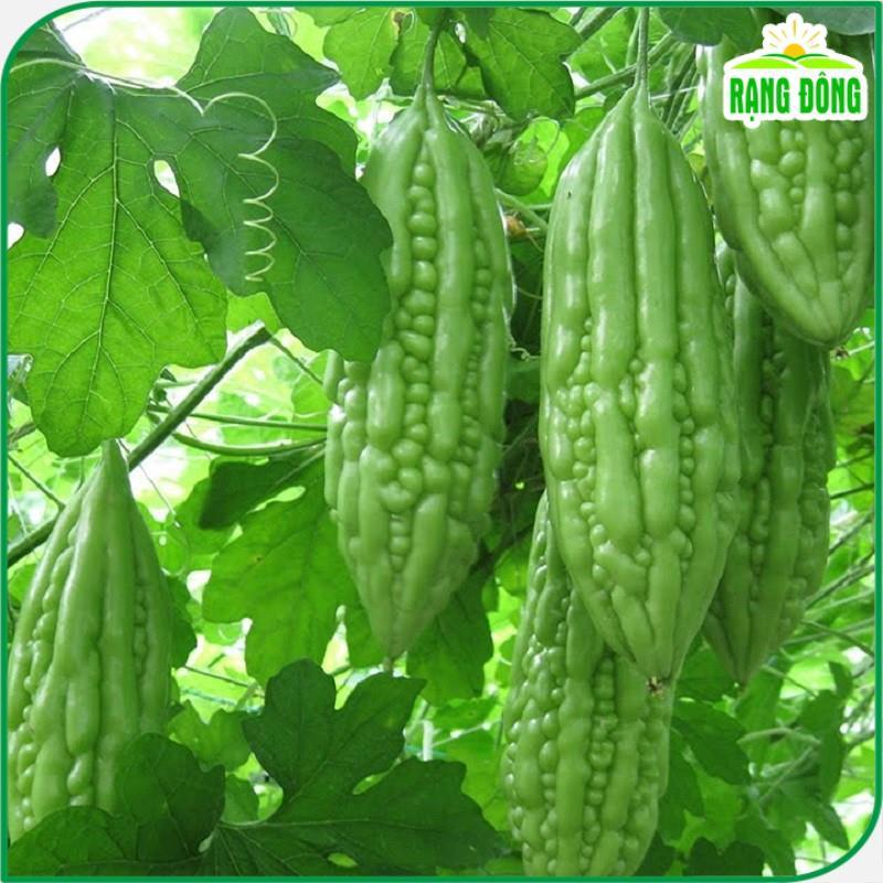 Hạt giống Khổ Qua Lai F1 Trái Ngắn, Cây Chịu Nhiệt, Sinh Trưởng Khỏe, Trồng Quanh Năm - Hạt giống Rạng Đông