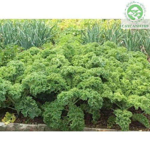 Cây cải xoăn KALE lá xanh  Vua các loại rau (ảnh thật Số 2) 16 Tác dụng của cải xoăn kale với sức khỏe và sắc đẹp