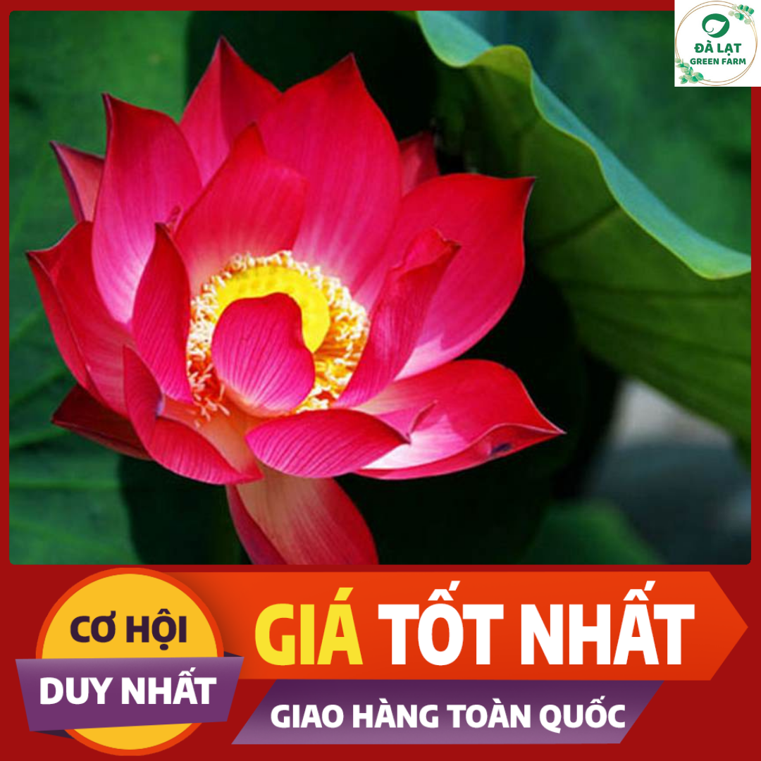 15H - HẠT GIỐNG SEN TA( SEN HỒNG VN)