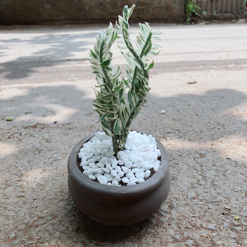 Cây Chân Rết Kèm Chậu Gốm