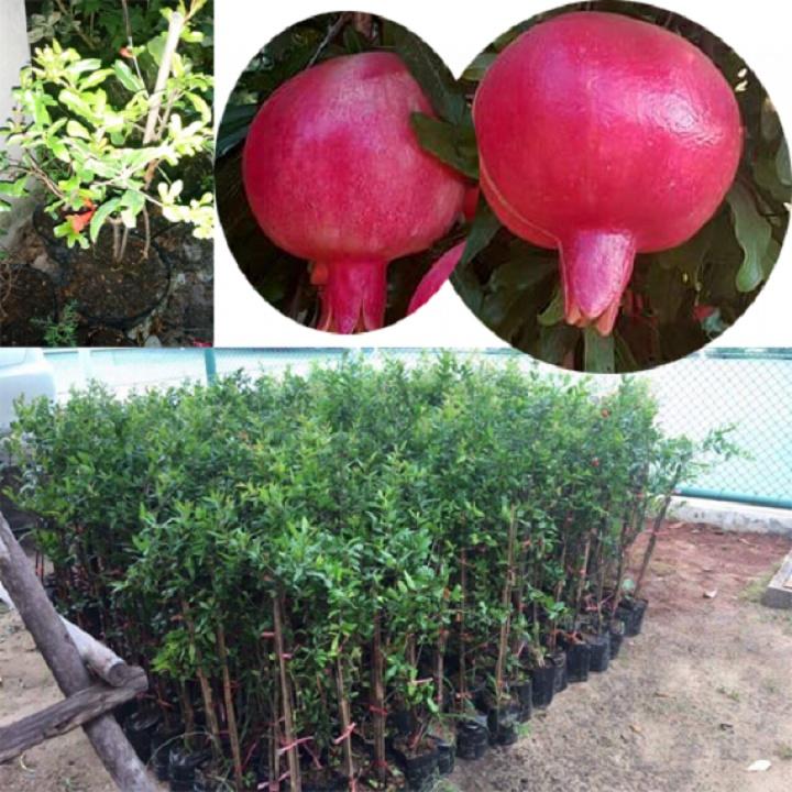 CÂY GIỐNG LỰU ĐỎ ẤN ĐỘ SIÊU QUẢ,