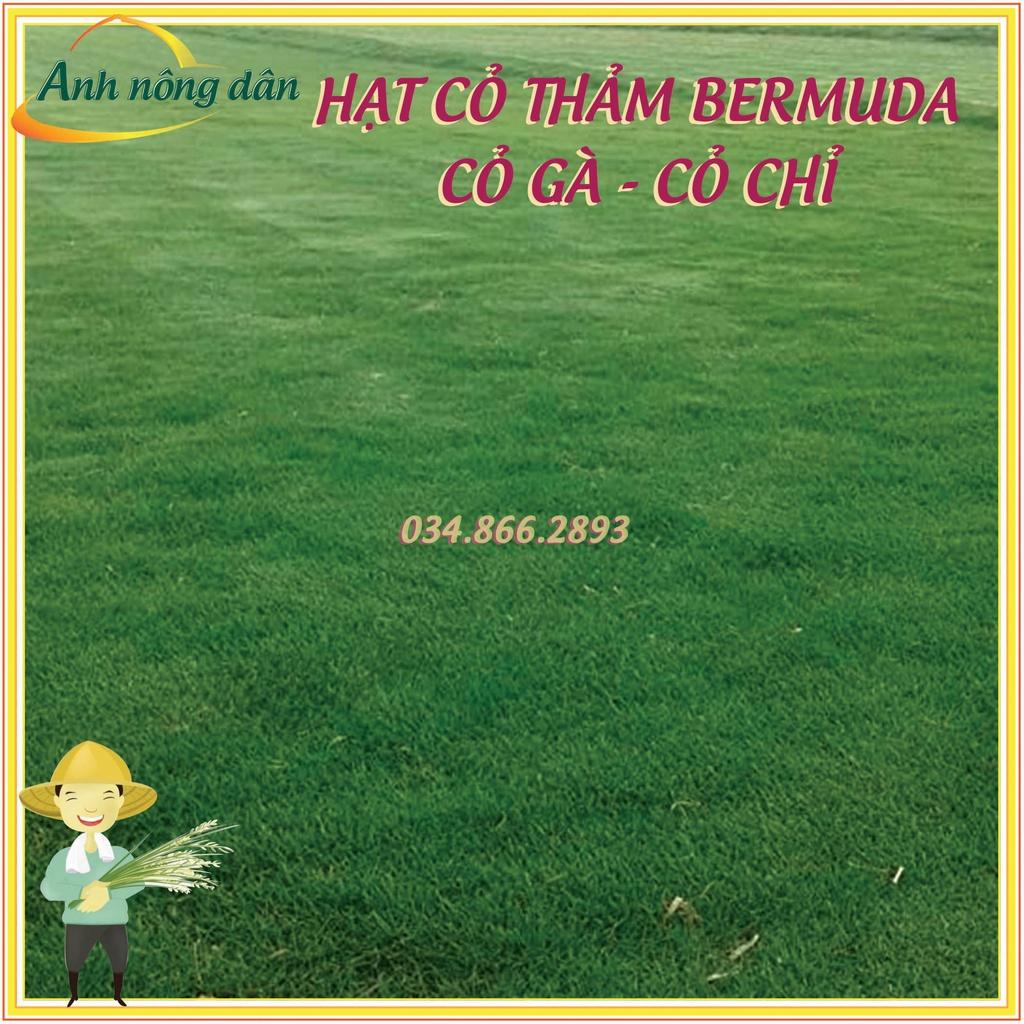 1kg Hạt giống cỏ trồng thảm bermuda - Hạt giống cỏ gà, cỏ chỉ