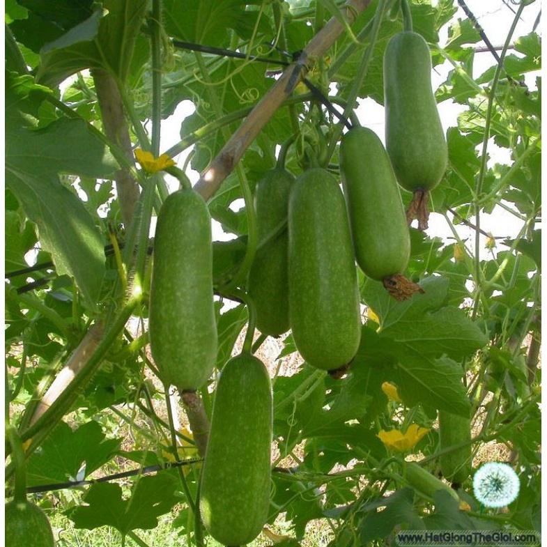 HẠT GIỐNG BÍ ĐAO CHANH THANH TRÚC TRANG NÔNG TN88