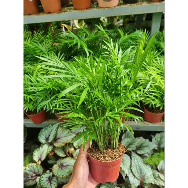 Cây cau tiểu châm - chậu nhiều thân
