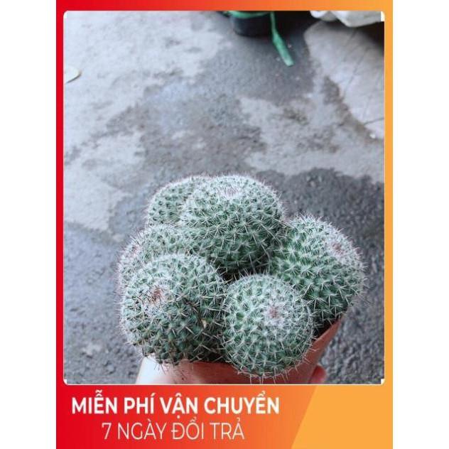 Xương Rồng Bụi Bánh Sinh Nhật