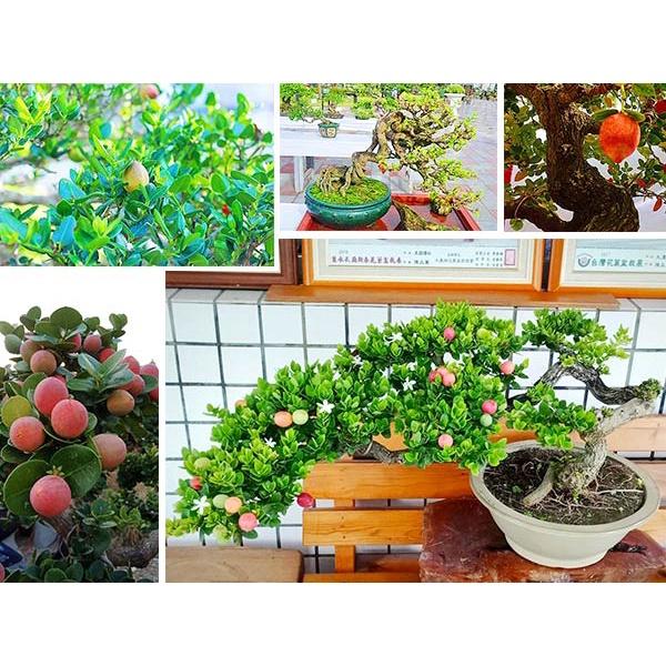 Cây SIRO BONSAI GIỐNG
