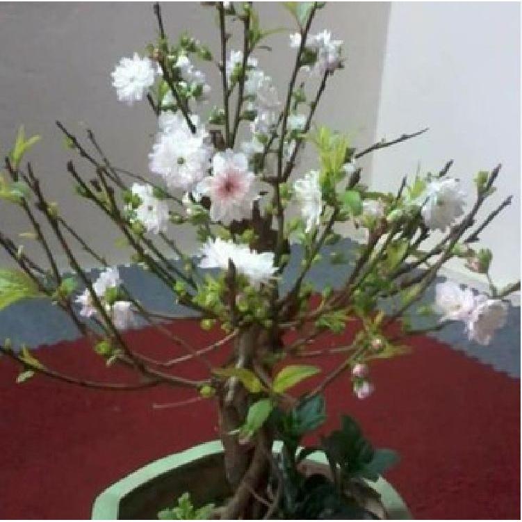 Hạt giống hoa mai trung quốc hoa màu trắng