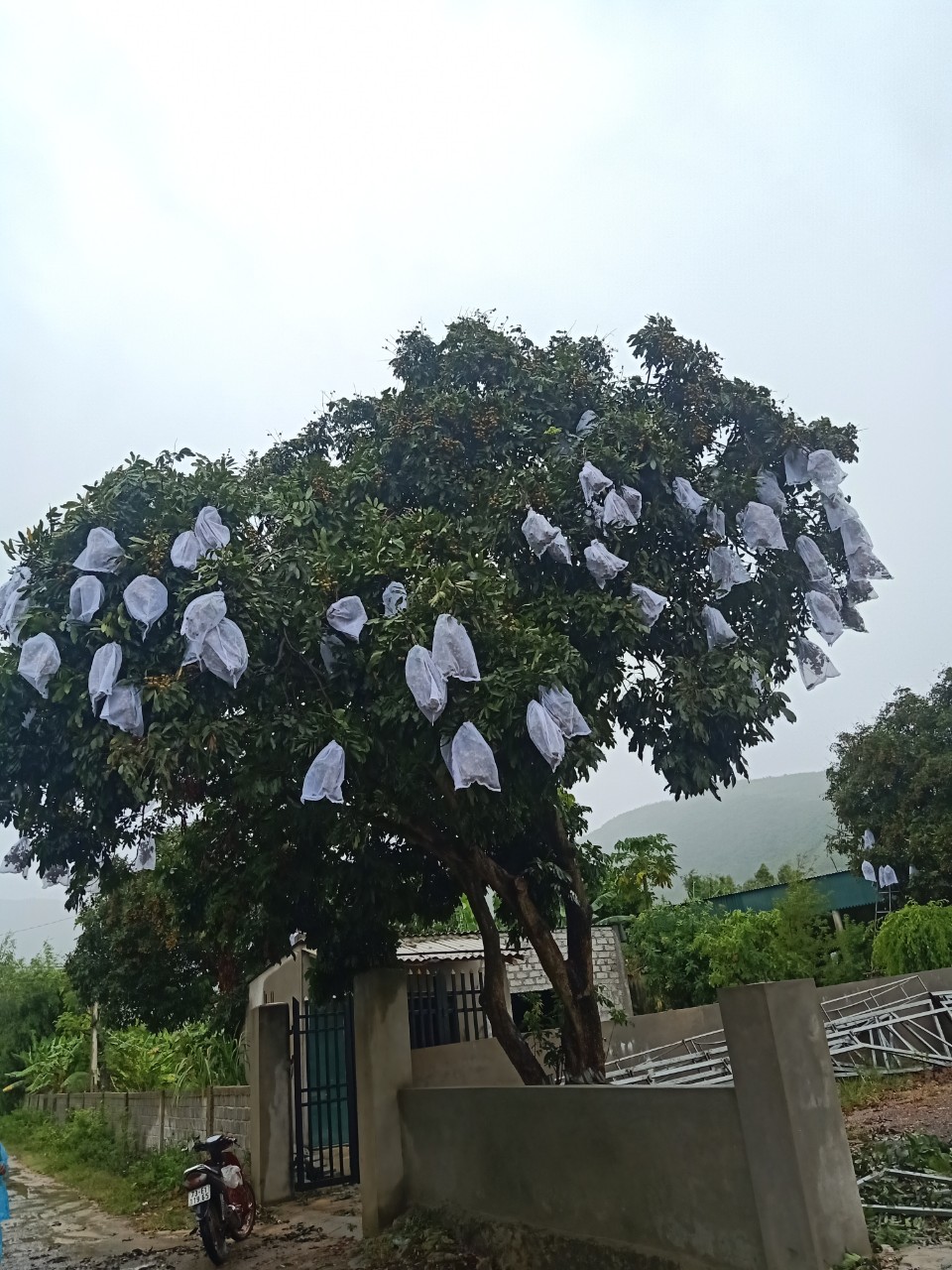 100 CÁI BAO,BỌC BƯỞI,NHÃN, MÃNG CẦU GAI LƯỚI DÀY 2 LỚP 35*40