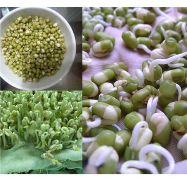 HẠT GIỐNG RAU MẦM GIÁ ĐẬU XANH