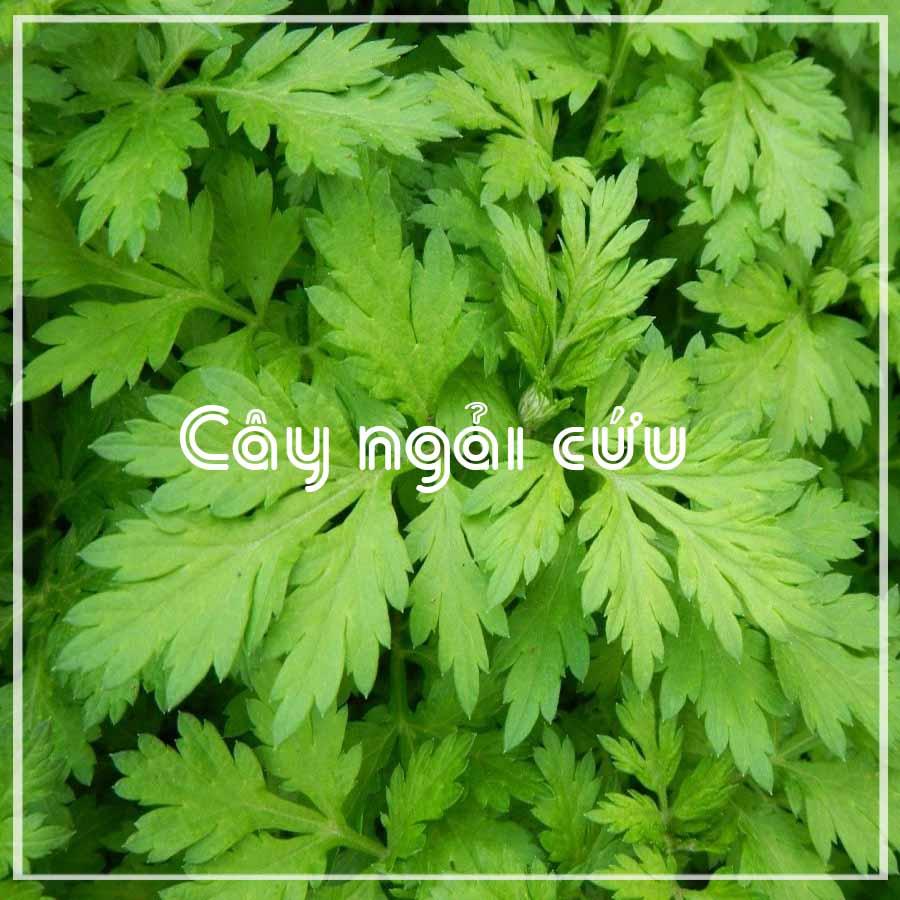 Thảo dược CÂY NGẢI CỨU khô sạch đóng gói 500gram - congtyduoclieuhonglan