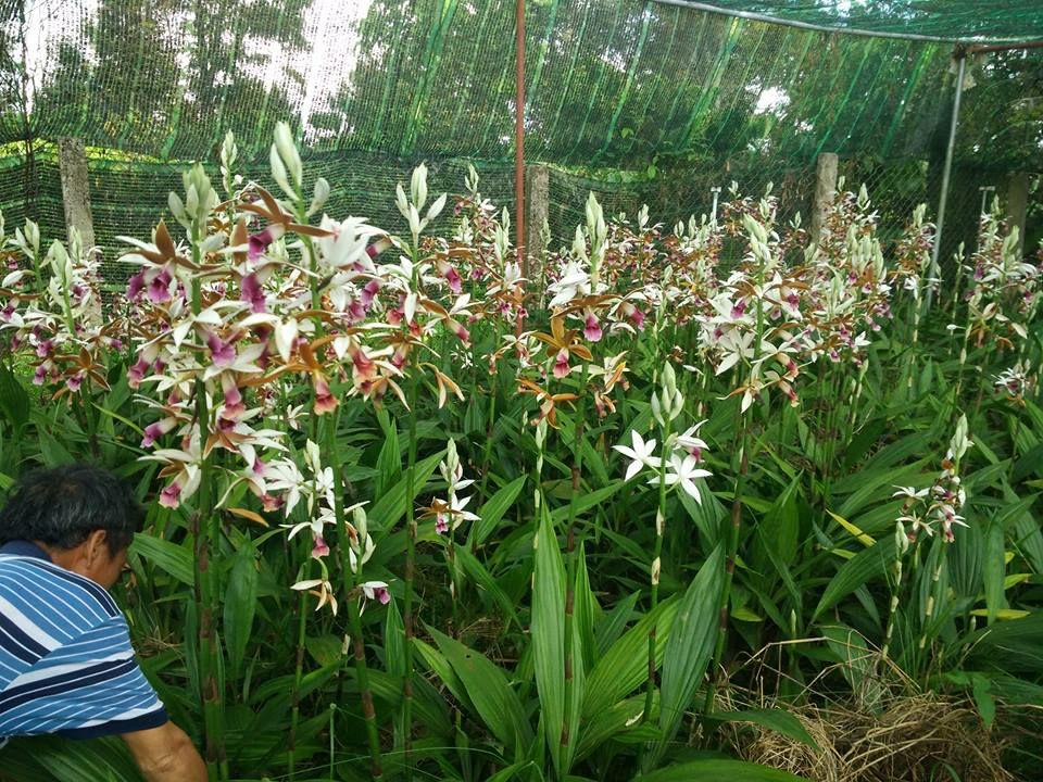 CÂY LAN HẠT ĐỈNH