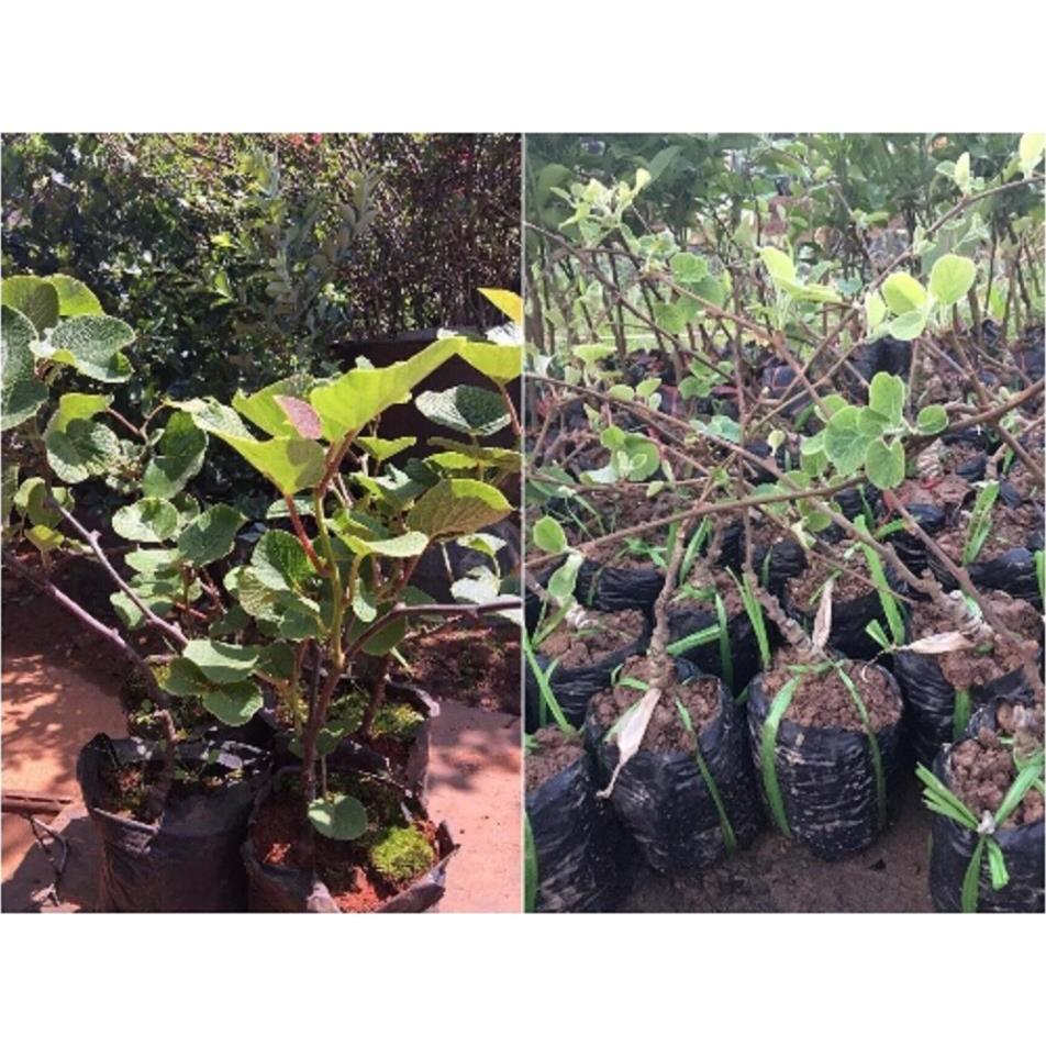 CÂY GIỐNG KIWI LEO GIÀN RUỘT VÀNG DÒNG QUẢ SỚM