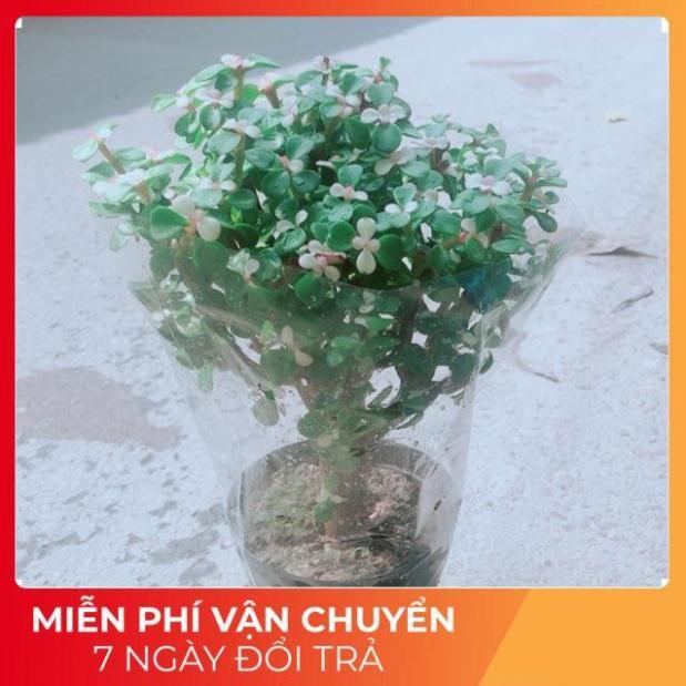 Đô La Thân Cổ Thụ