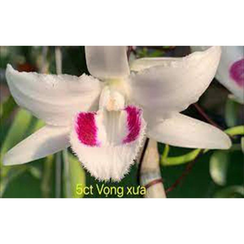 Cốc lan phi điệp đột biến 5 cánh trắng VỌNG XƯA , hoa cực đẹp, cực hiếm, hàng gieo hạt, cây y hình