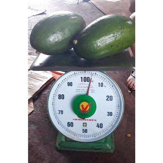 Giống bơ Thành Bích trái to khổng lồ nhất hiện nay