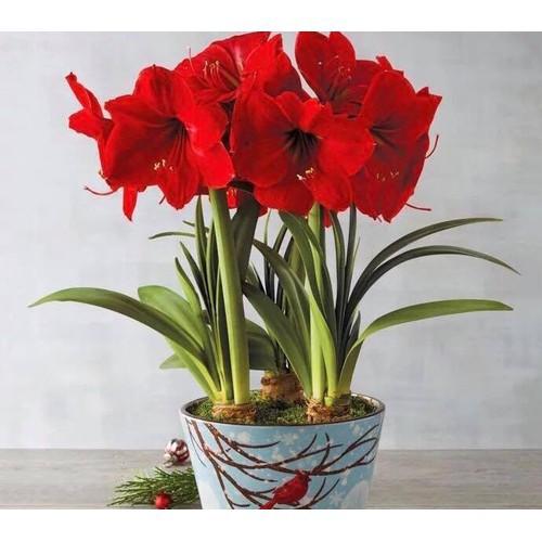 Củ lan giống hoa huệ tây màu đỏ nhung