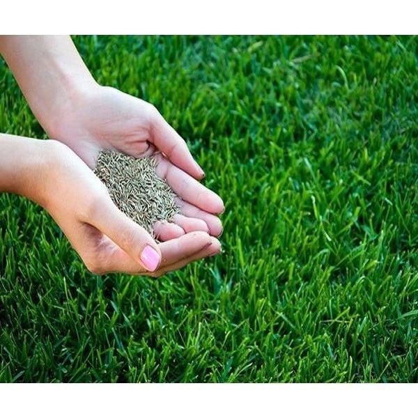500g Hạt giống cỏ Nhung Nhật, hạt cỏ chất lượng cao, làm thảm sân vườn biệt thự, công trình