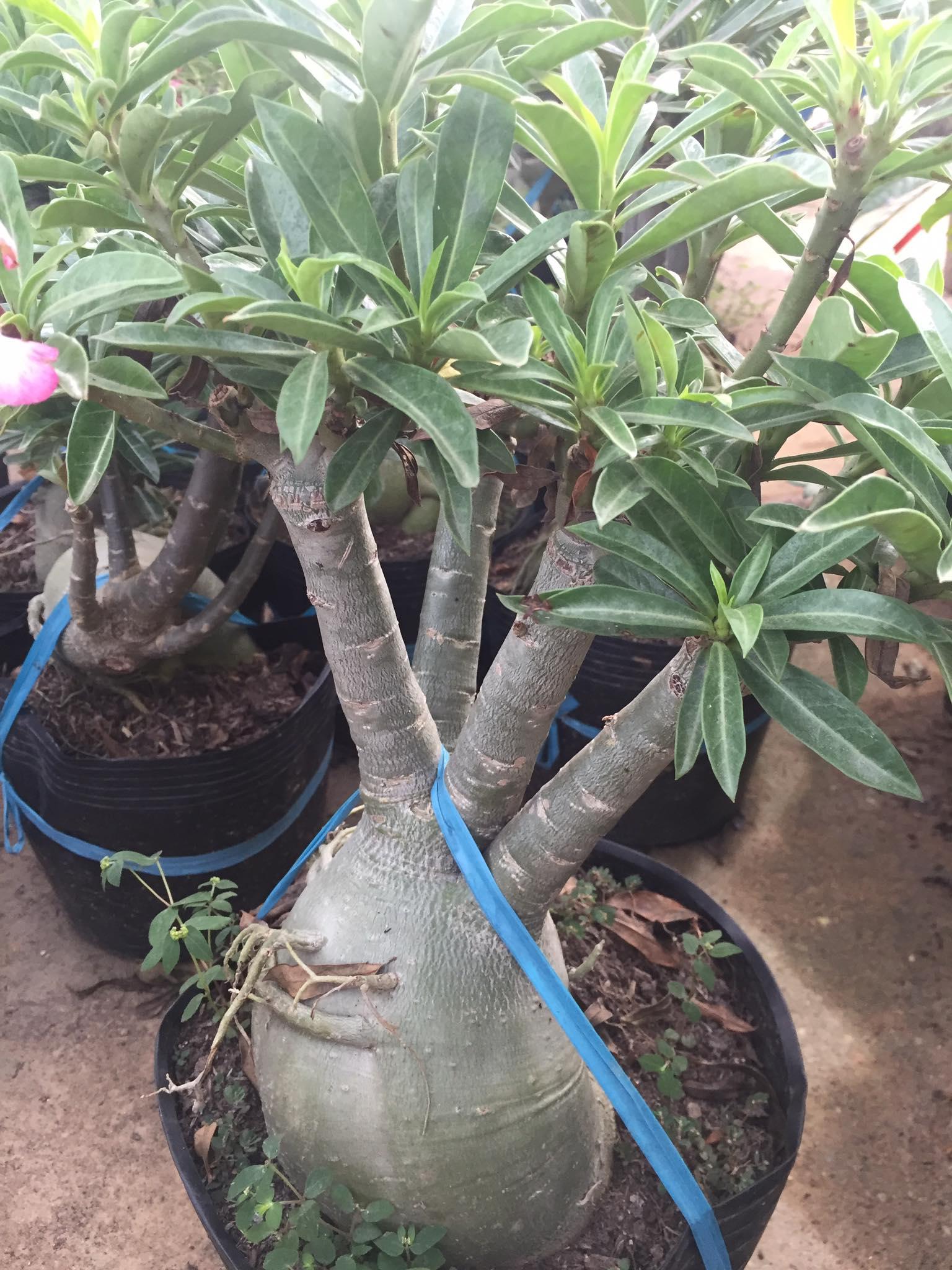 Chậu sứ KIM TỰ THÁP khủng chuẩn giống cam kết chất lượng