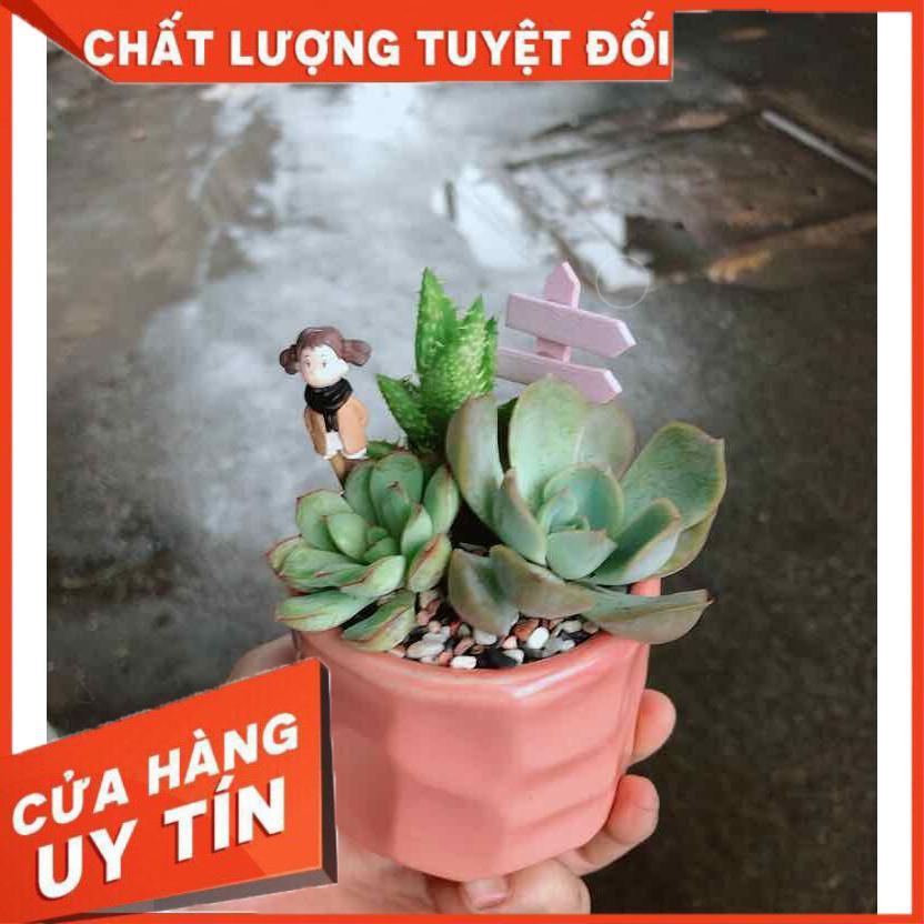 Chậu sen đá tiểu cảnh Nhiều Người Mua