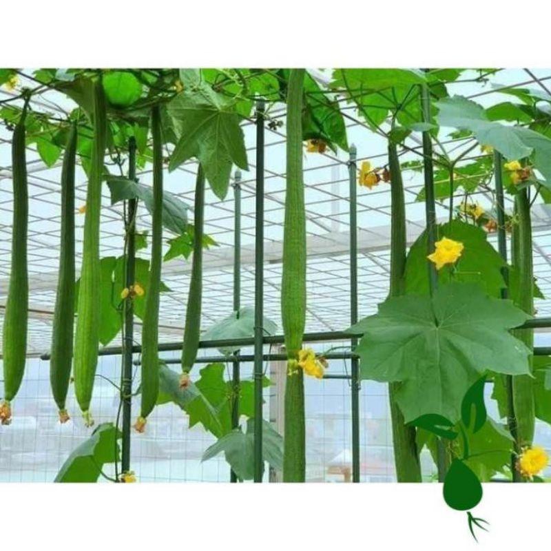 Hạt giống mướp hương xanh trái dài lai f1 , đóng gói 1gr