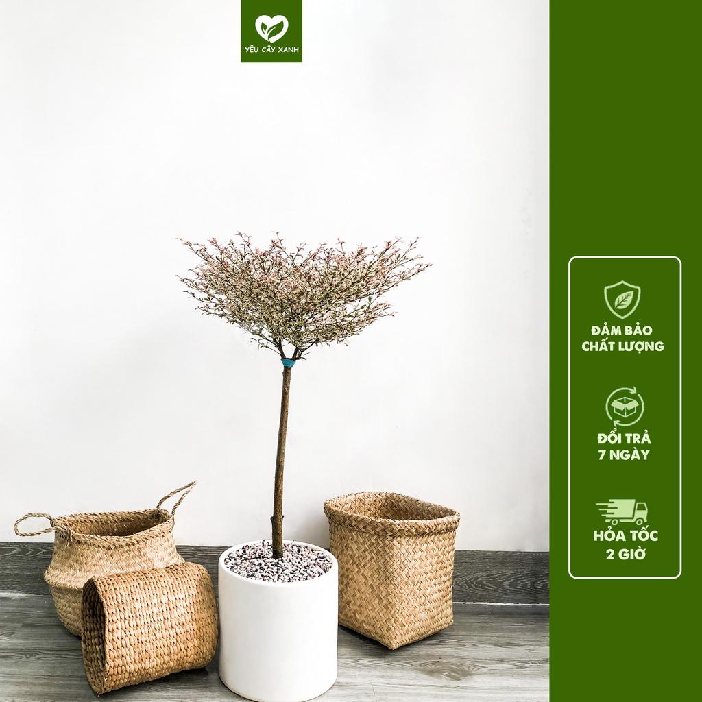 Cây Bàng Đài Loan cẩm thạch trang trí nội thất, sân vườn.