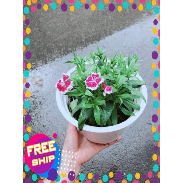 Chậu Hoa Cẩm Chướng