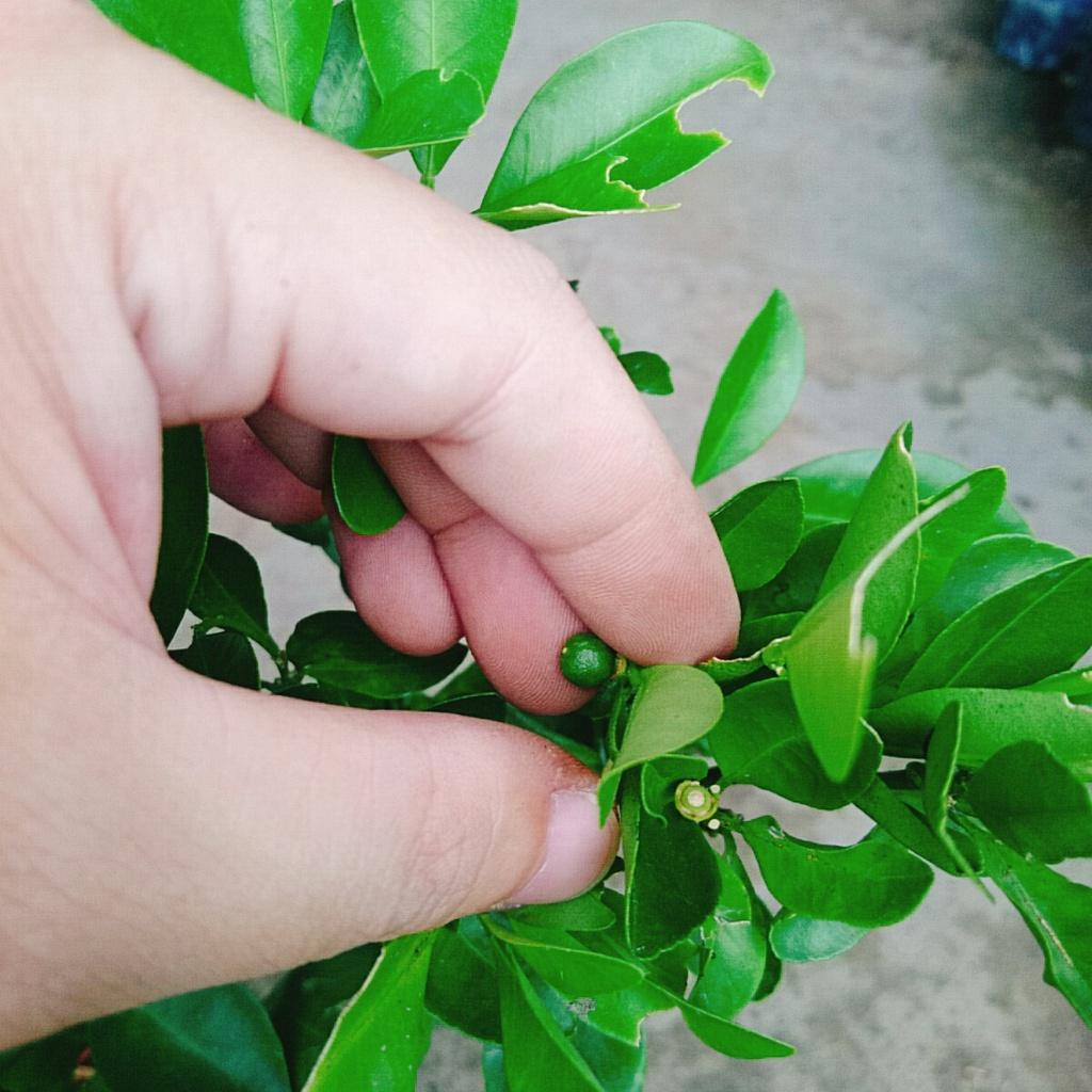 Cây tắc chua - cây đang cho trái + tặng phân bón