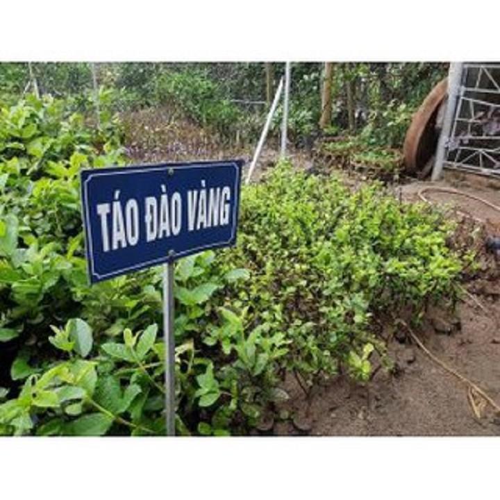 Cây giống Táo Đào Vàng cây giống chuẩn hàng F1 sai quả, năng suất cao
