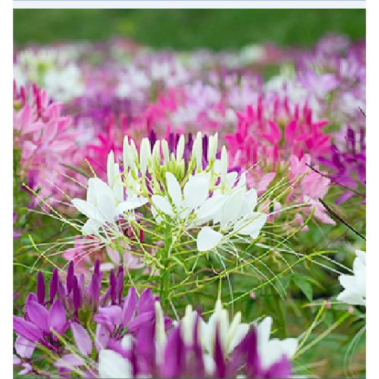 Hạt giống hoa Hồng Ri  Mix  nhiều màu - 30hạt/gói