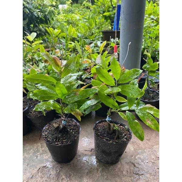 MAI CÚC HOA HỒNG THANH TÚ